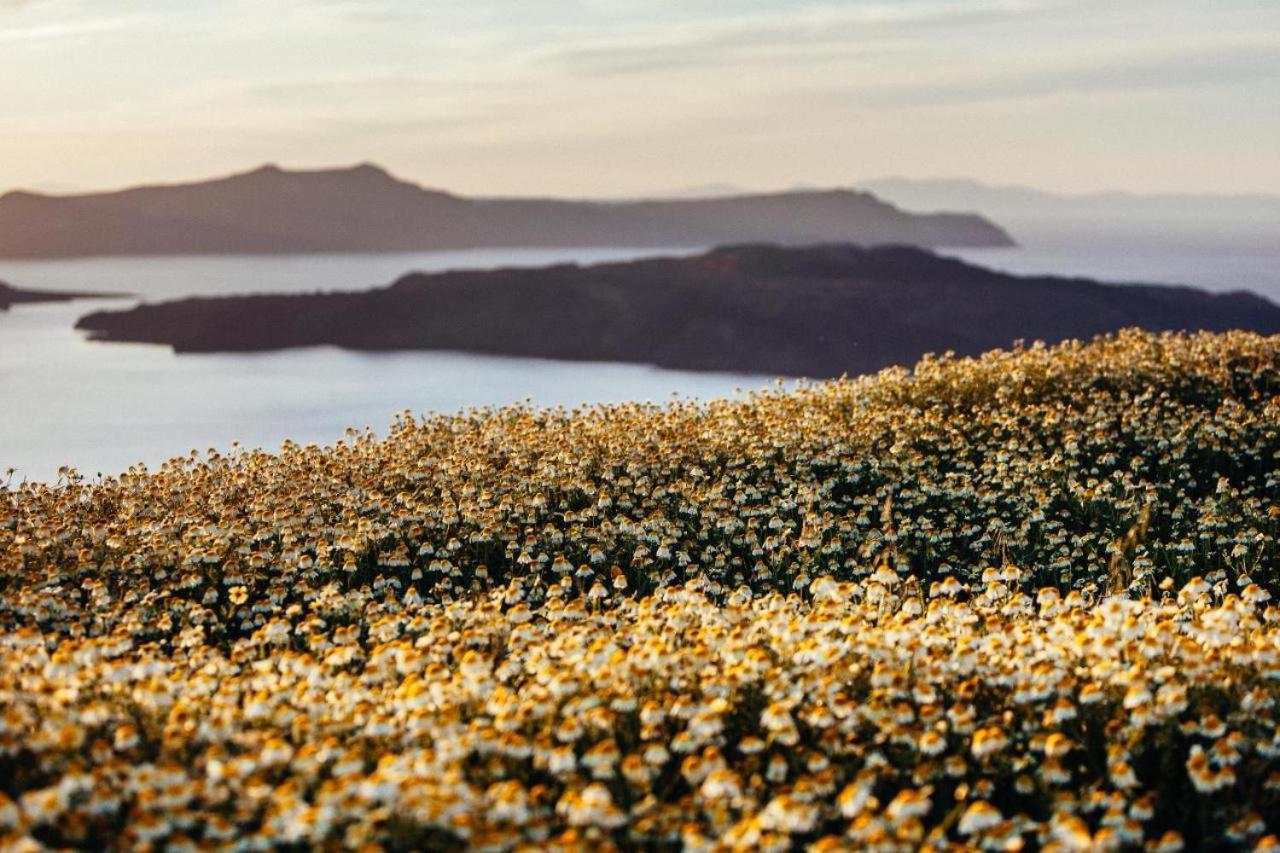 Arcana Santorini Villas, An Authentic Cycladic Experience Akrotiri  Bagian luar foto